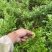 高山无污染张家界永顺莓茶（藤茶）富硒藤茶，基地自销