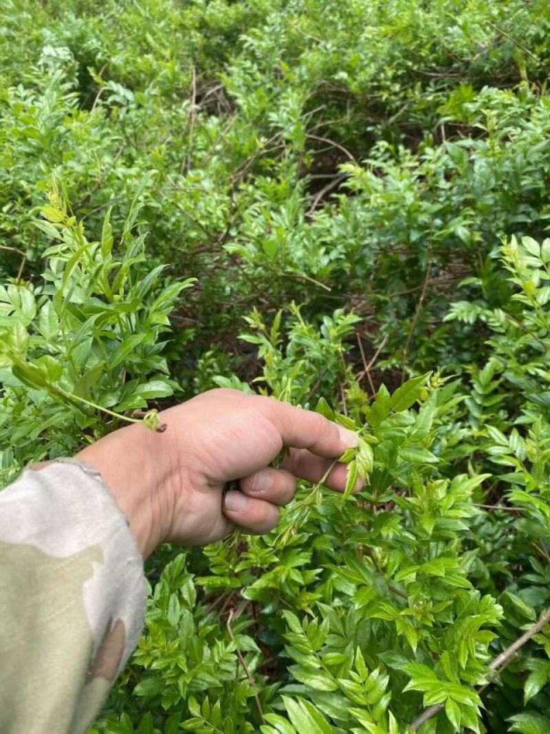 高山无污染张家界永顺莓茶（藤茶）富硒藤茶，基地自销