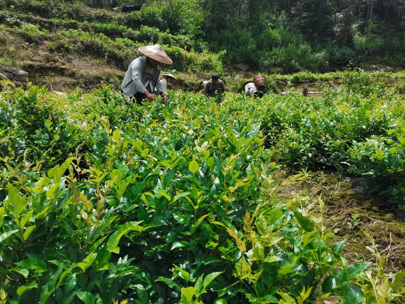 高山无污染张家界永顺莓茶（藤茶）富硒藤茶，基地自销