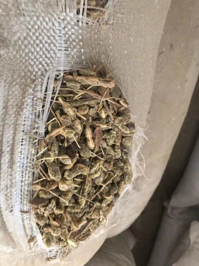 槐角有33吨