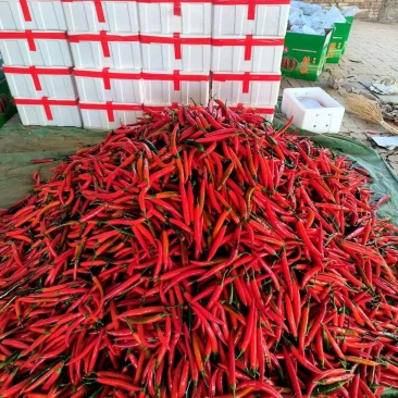 甘肃省白银市靖远县精品辣椒大量有货