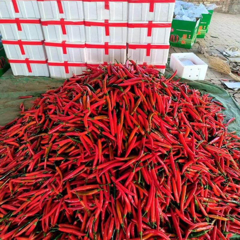 甘肃省白银市靖远县精品辣椒大量有货