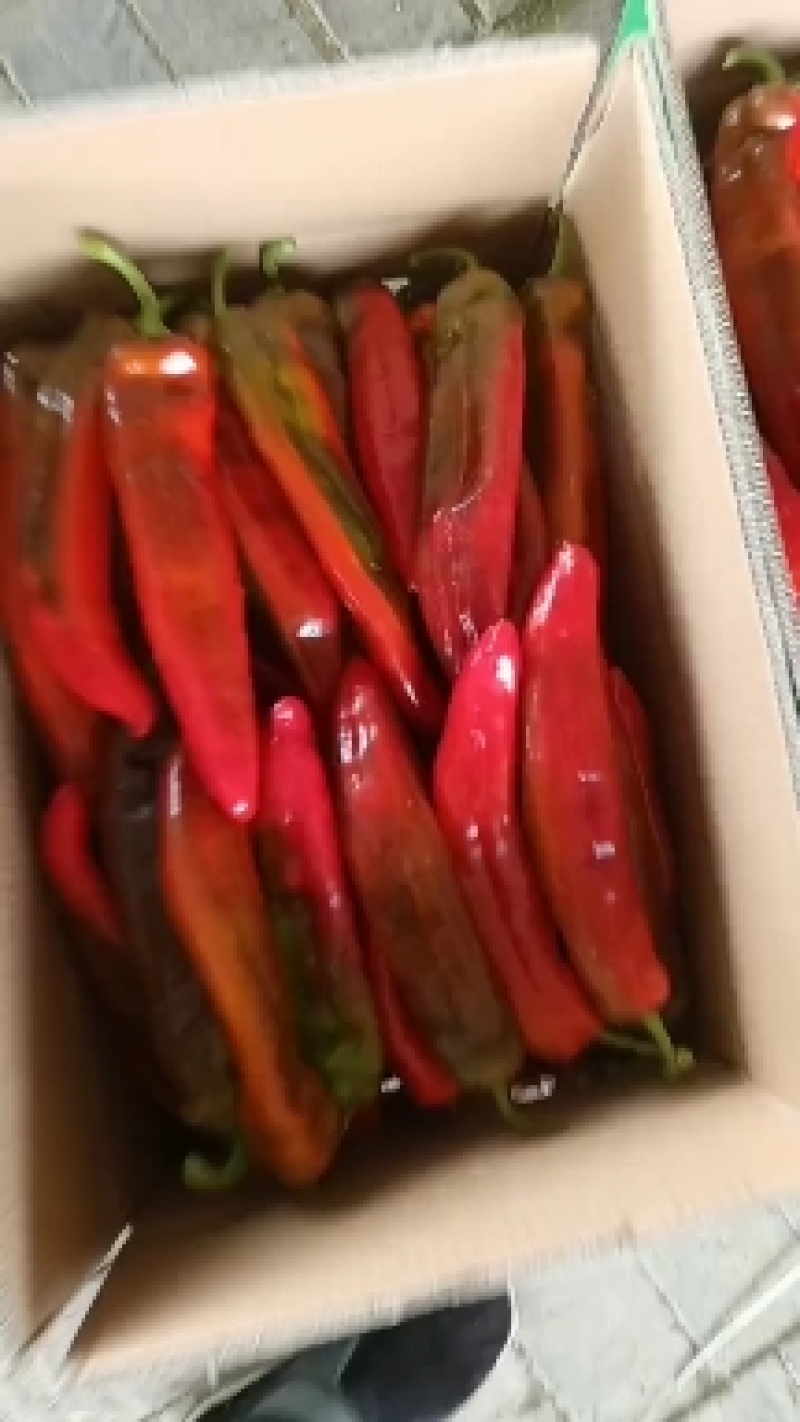 甘肃省白银市靖远县精品辣椒大量有货