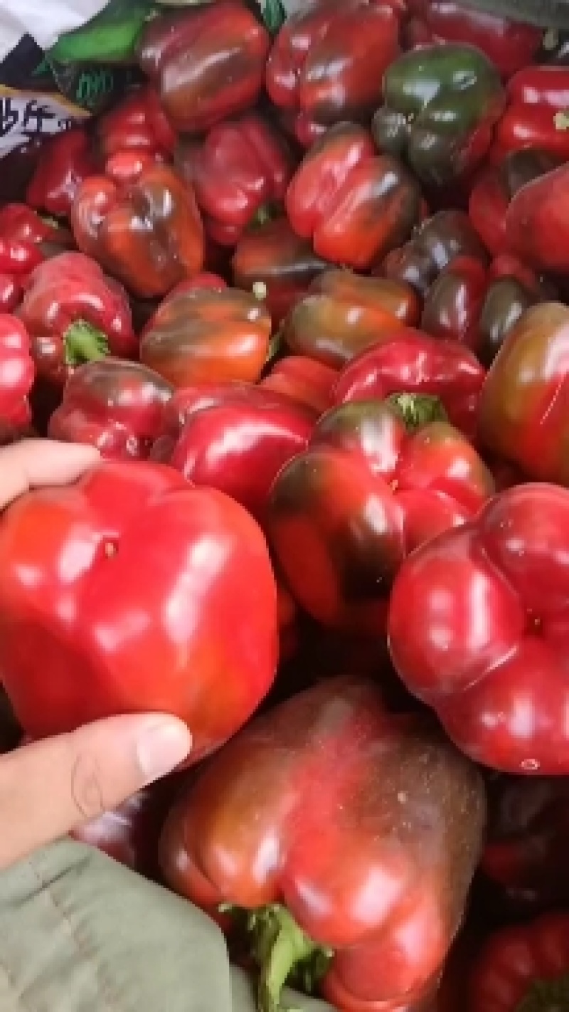 甘肃省白银市靖远县精品辣椒大量有货