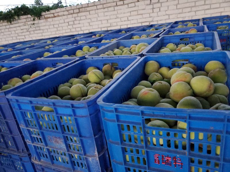 红不软青桃产地直供，品质保证一手货源量大价优欢迎致电