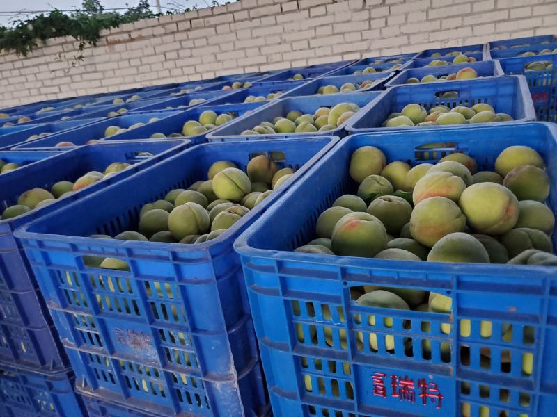红不软青桃产地直供，品质保证一手货源量大价优欢迎致电