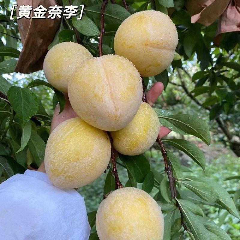 青奈李口感脆爽大量上市中欢迎市场电商对接
