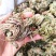 卷柏还魂草