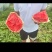 精品美都，冠龙，玉麒麟