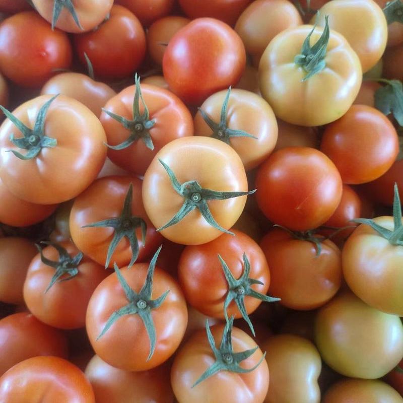 硬果大红西红柿供货量大专业代办，一手货源，欢迎选购