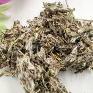 老头草火绒草