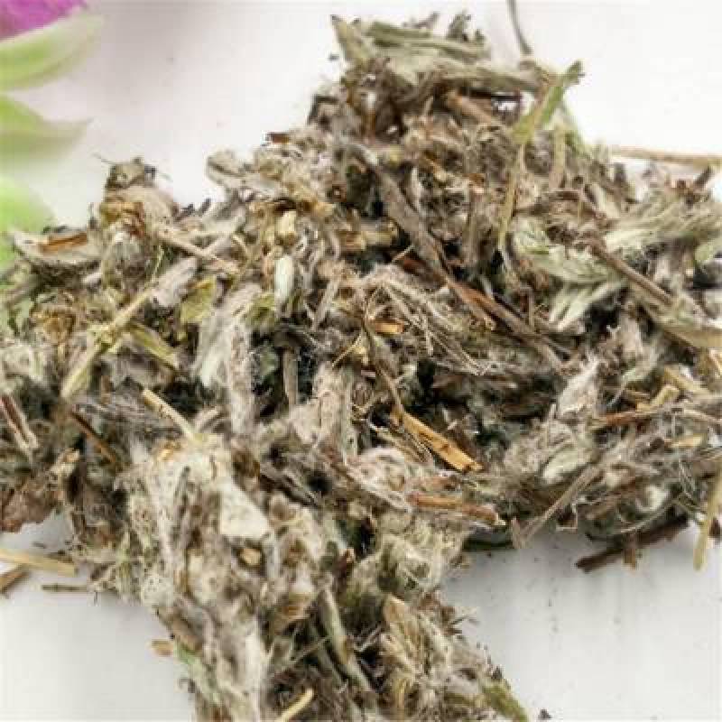 老头草火绒草