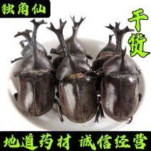 独角仙中药材锹甲甲虫正宗新货无硫独角虫昆虫类保证