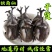 独角仙中药材锹甲甲虫正宗新货无硫独角虫昆虫类保证
