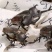 独角仙中药材锹甲甲虫正宗新货无硫独角虫昆虫类保证