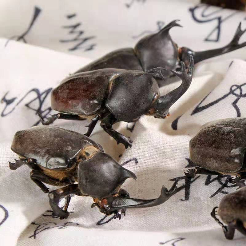 独角仙中药材锹甲甲虫正宗新货无硫独角虫昆虫类保证