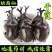 独角仙中药材锹甲甲虫正宗新货无硫独角虫昆虫类保证