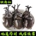 独角仙中药材锹甲甲虫正宗新货无硫独角虫昆虫类保证