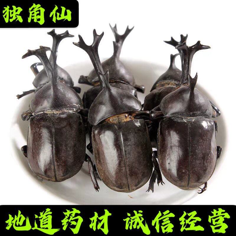 独角仙中药材锹甲甲虫正宗新货无硫独角虫昆虫类保证