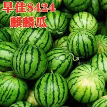 麒麟瓜头茬有籽无籽货源充足可供商超市场保质