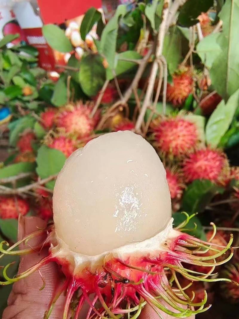 海南红毛丹保亭7号