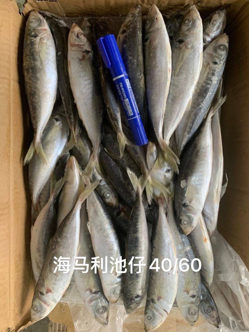 青鱼、棍子鱼、小灯光船货鲜度好、超靓一晚近海货、4/6条