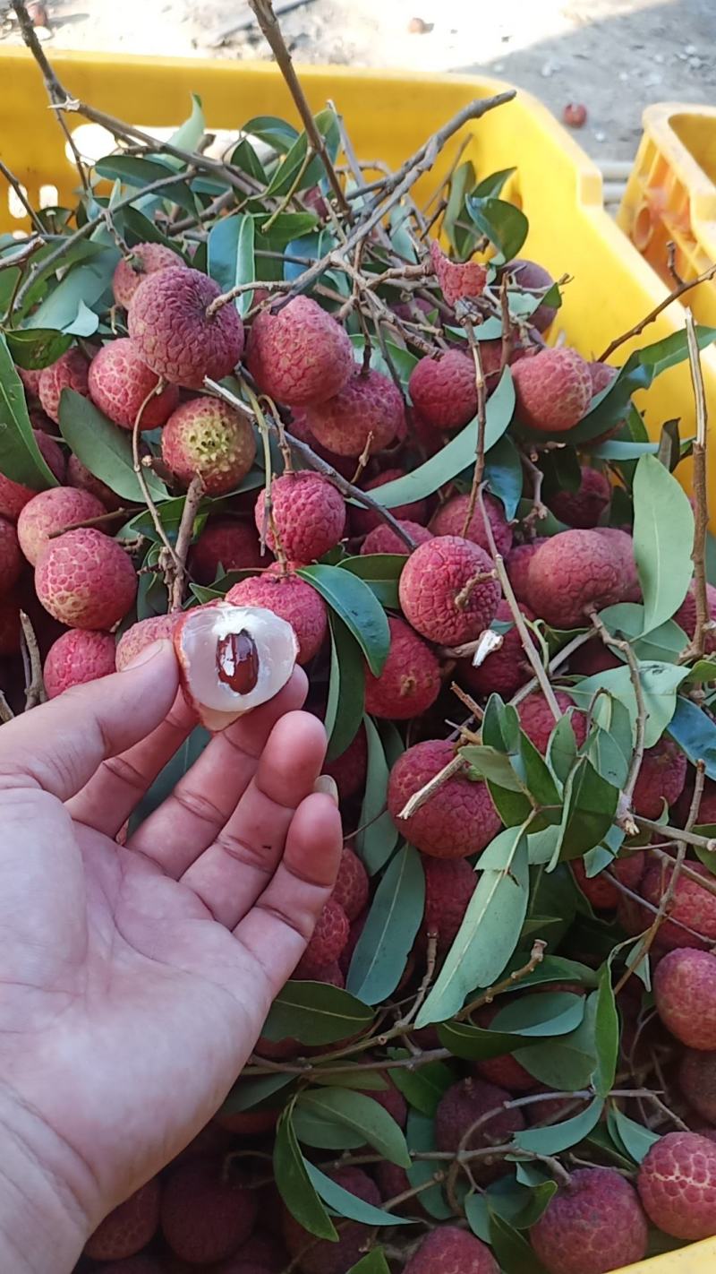桂味，禾荔，白糖荔枝大量供应，社区团购，商超