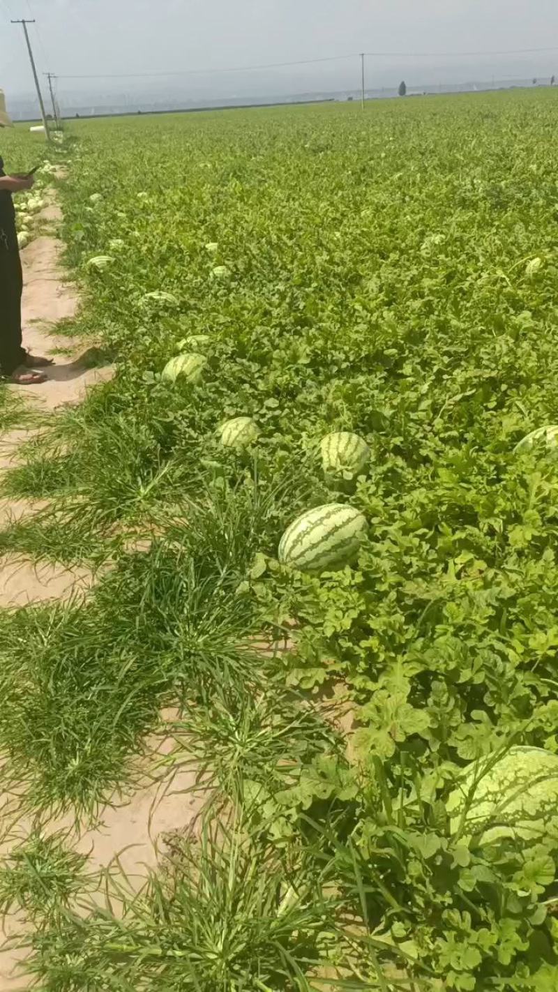 山西万荣黄河滩西瓜金城5，金花六，甜王，皮薄瓤甜货源充足