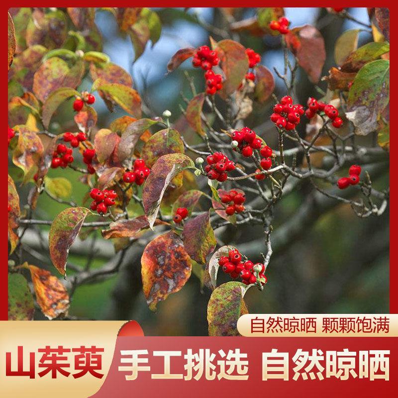 山茱萸野生纯肉中药材山茱萸山萸肉精选枣皮泡茶新货无核正品
