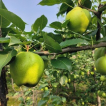 阳信早酥梨青皮梨绿皮梨产地直供量大从优全国发货