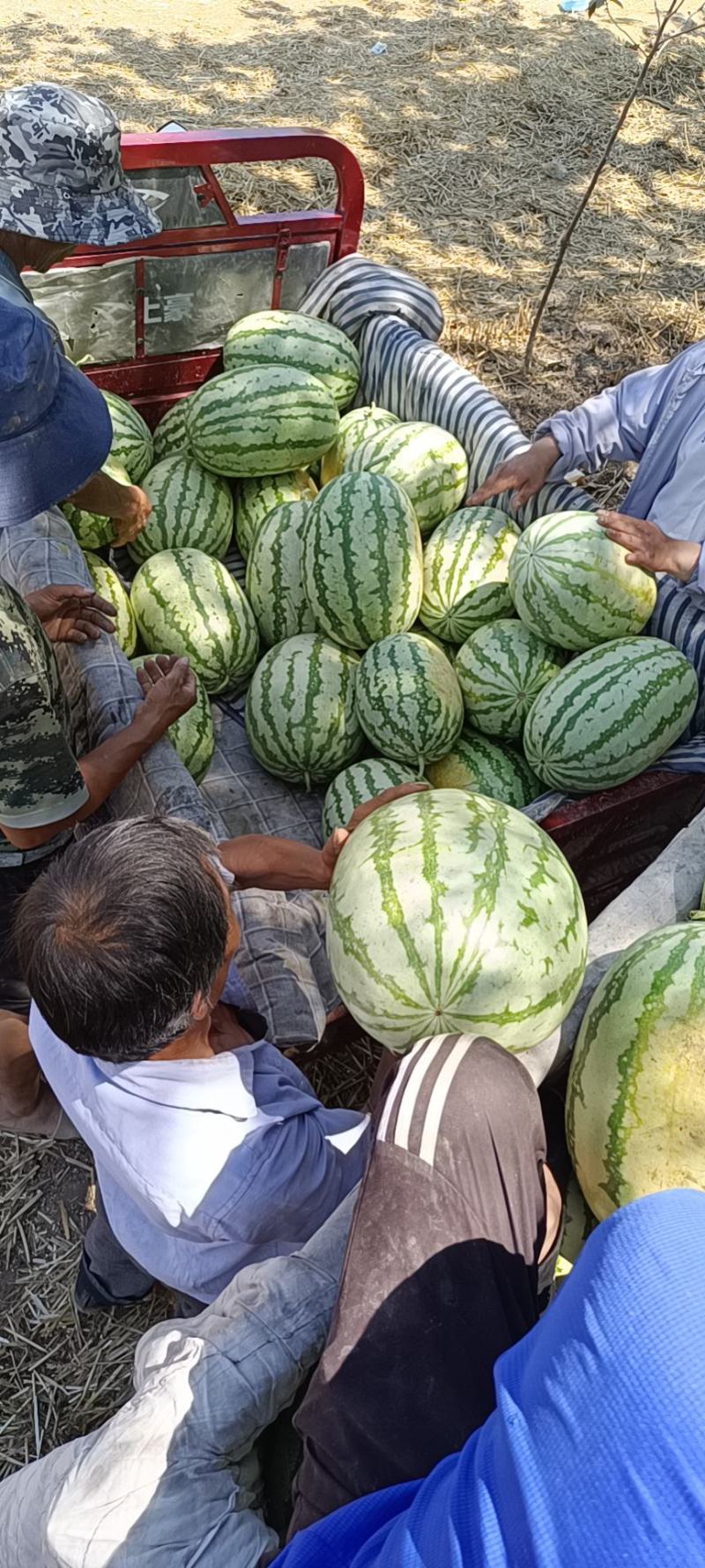 陕西头茬无籽直根苗金花六果型好，高糖度价格美丽