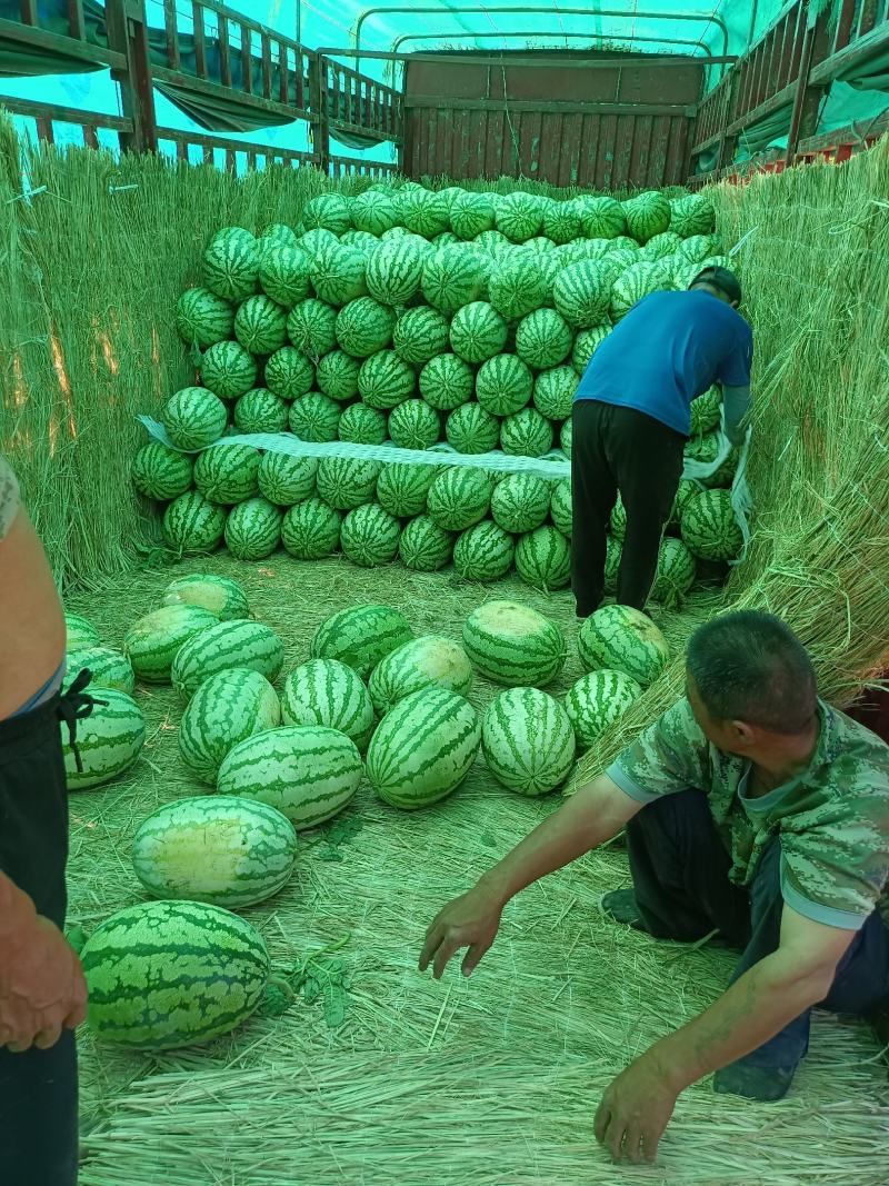 陕西头茬无籽直根苗金花六果型好，高糖度价格美丽