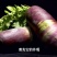 冰淇淋萝卜种子50克，清脆爽口，糖度10度