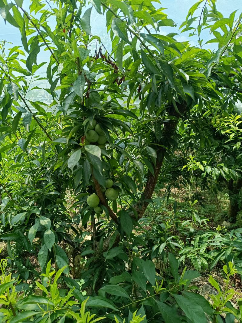 重庆青脆李快上巿了个头大，品质好，一手货原，货源充足