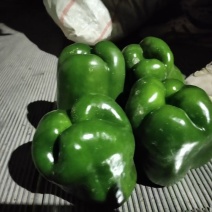 圆辣椒