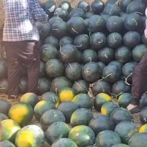 湖北万亩基地精品黑皮无籽西瓜大量供货对接各种平台产地供货