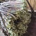 高海拔精品花豆