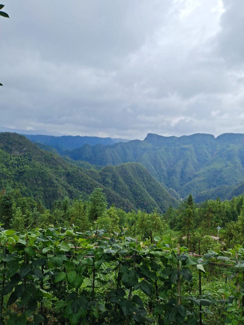 高海拔精品花豆