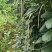 高海拔精品花豆