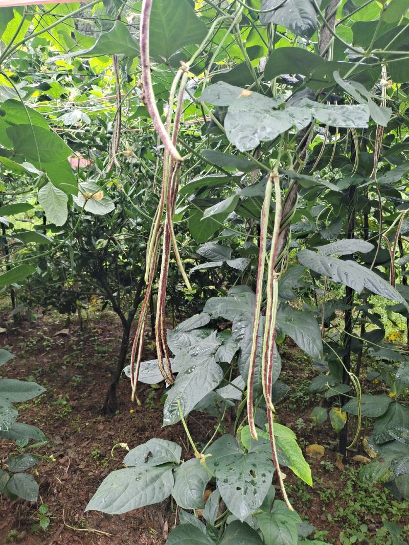 高海拔精品花豆