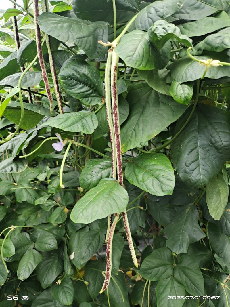 高海拔精品花豆