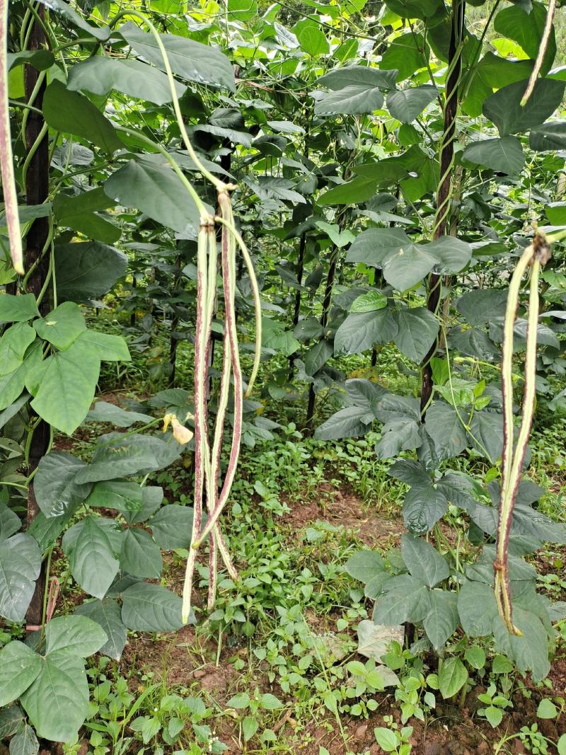 高海拔精品花豆