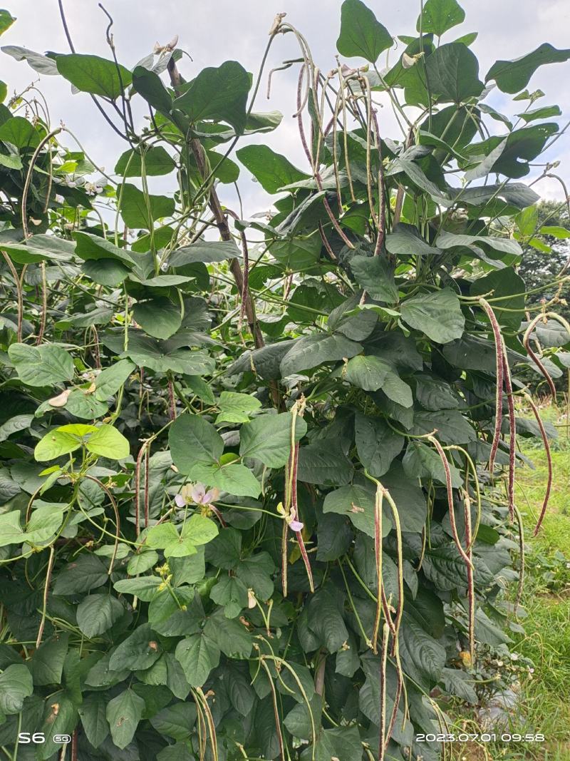 高海拔精品花豆
