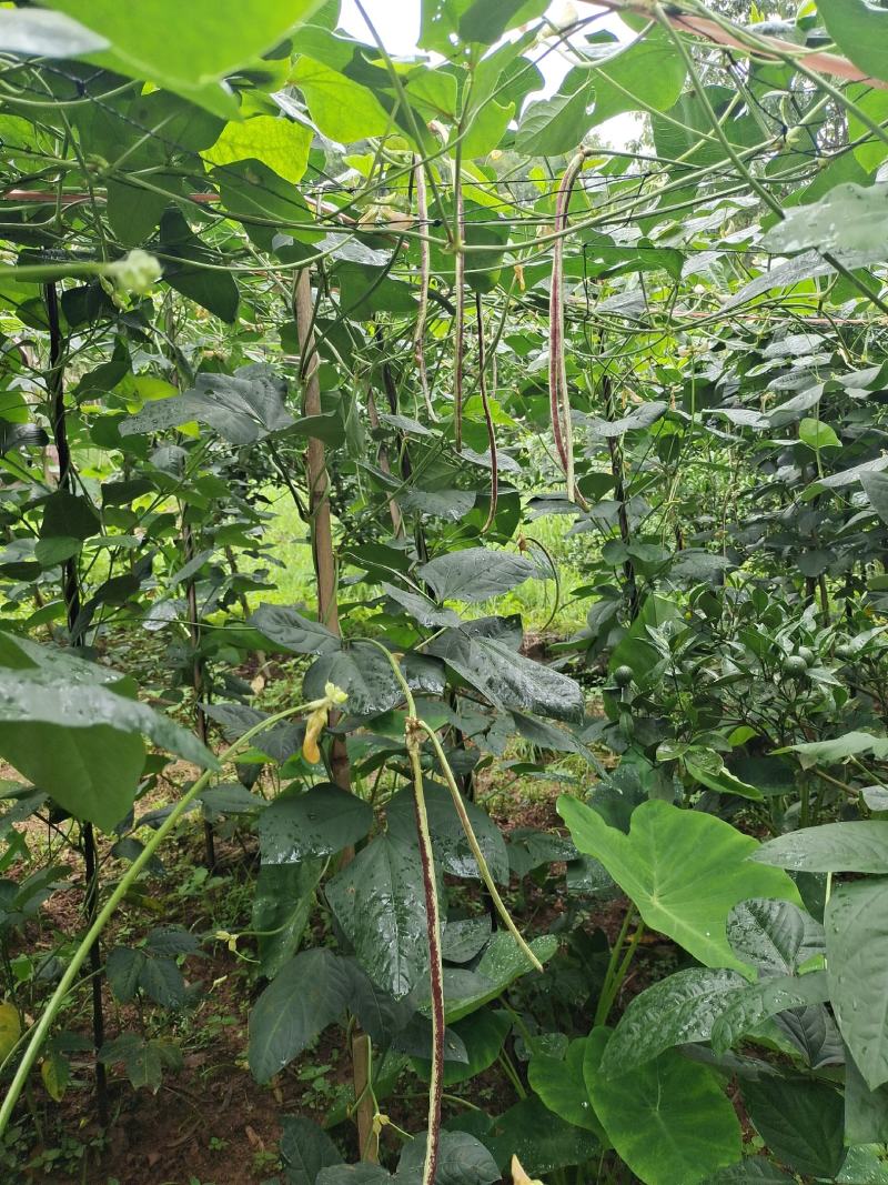 高海拔精品花豆