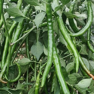 新鲜辣椒，青花椒