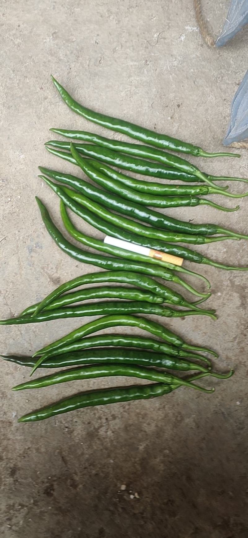 新鲜辣椒，青花椒