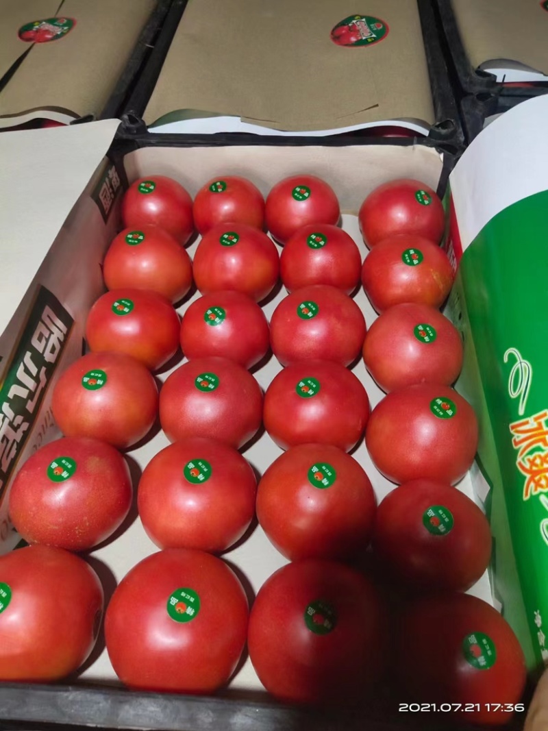 硬粉西红柿大量上市中量大从优品质保证诚信经营
