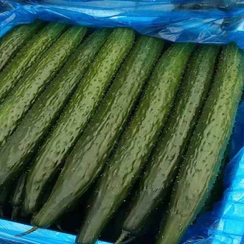 【热卖】山西黄瓜大量上市中产地直供品质保证诚信经营