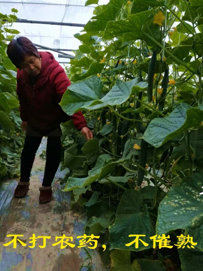 【热卖】山西黄瓜大量上市中产地直供品质保证诚信经营