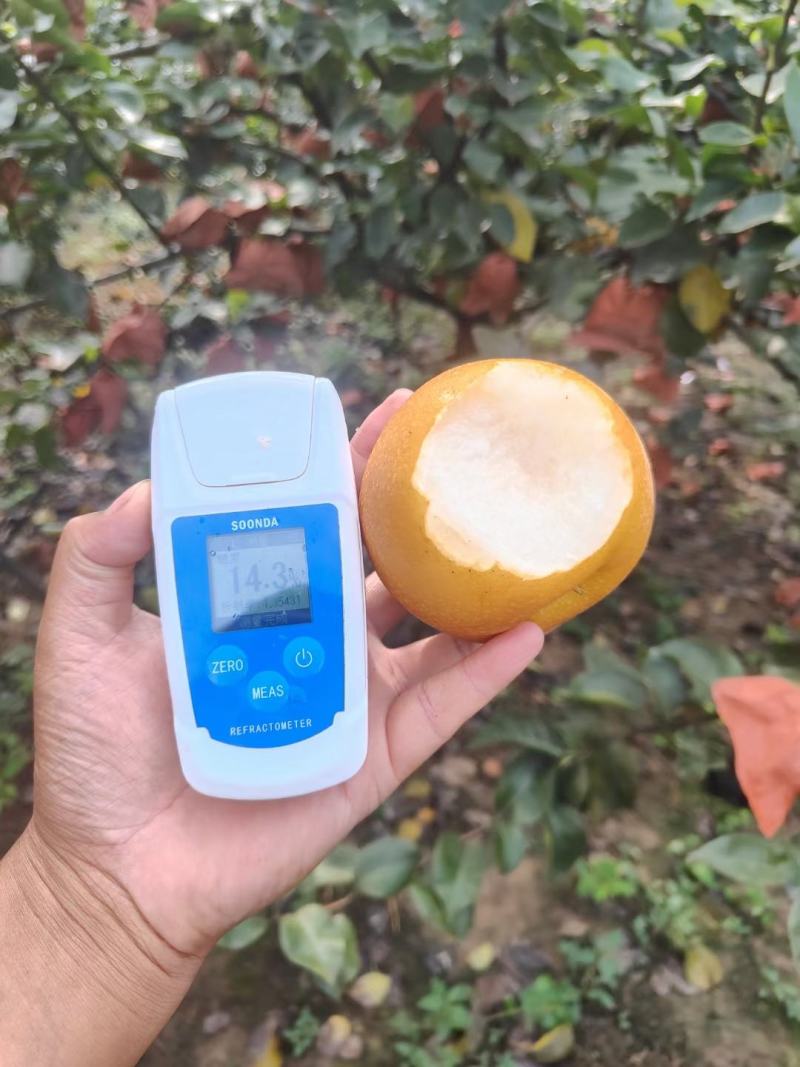 圆黄梨，秋月，丰水梨产地直供，一手货源，皮薄肉细，